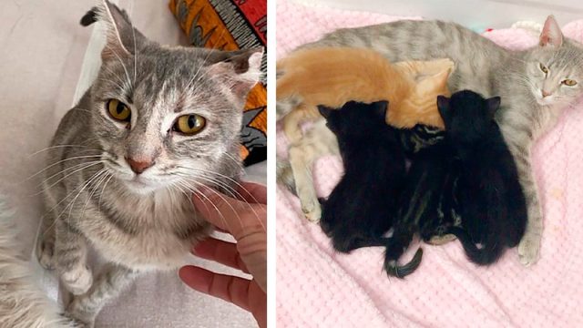 Mujer abre la puerta a una gata callejera y encontró gatitos en su armario días después