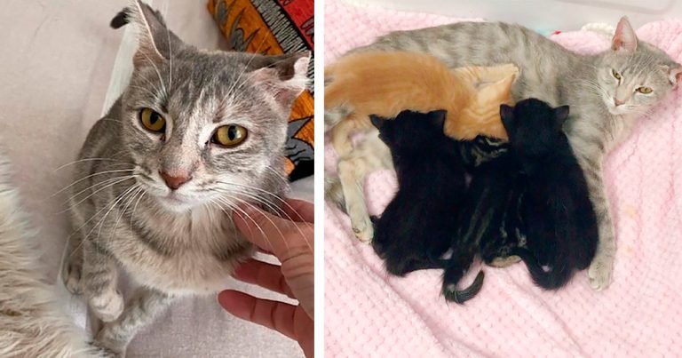 Mujer abre la puerta a una gata callejera y encontró gatitos en su armario días después