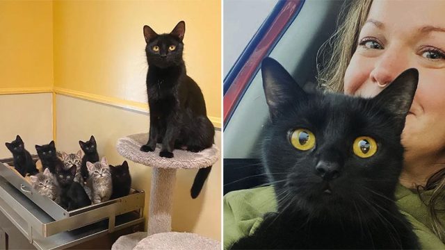 Mujer adopta a un gatito