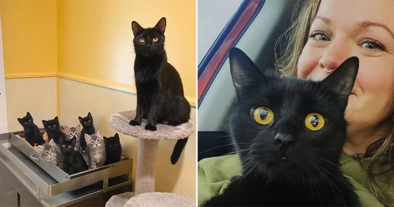 Mujer adopta a un gatito y regresa al refugio por su madre gata que ha estado allí durante 6 meses