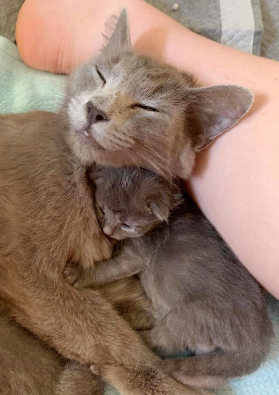 Gata mantuvo a sus seis gatitos con ella en un depósito de automóviles hasta que llegó ayuda 3 Adorable mamá gata y su bebé