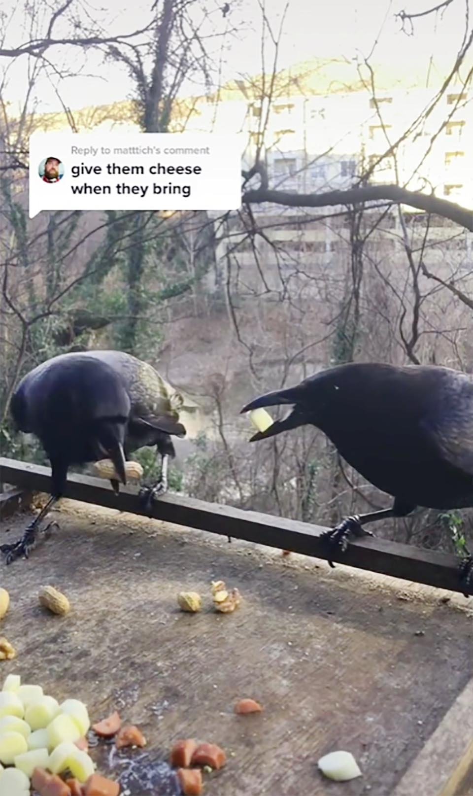 Cuervos comiendo semillas