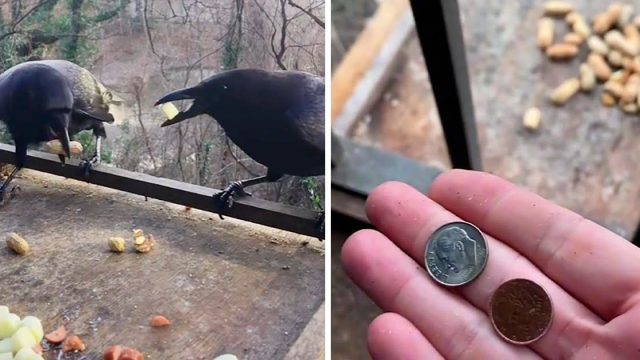 Cuervos le pagan a una mujer como agradecimiento por dejarles comida
