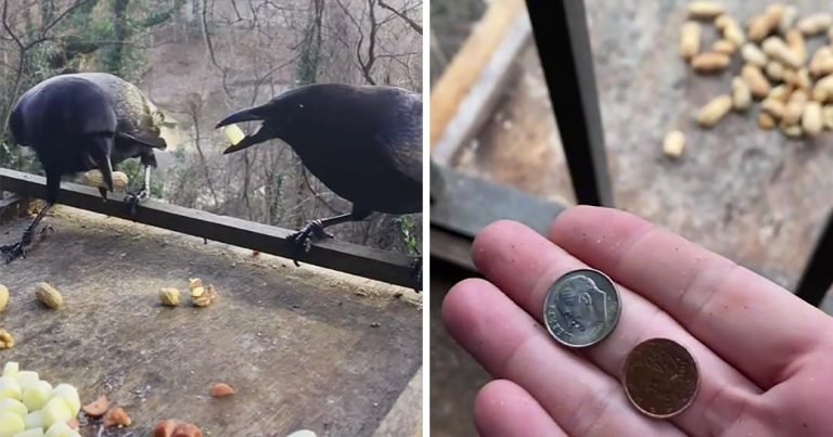Cuervos le pagan a una mujer como agradecimiento por dejarles comida