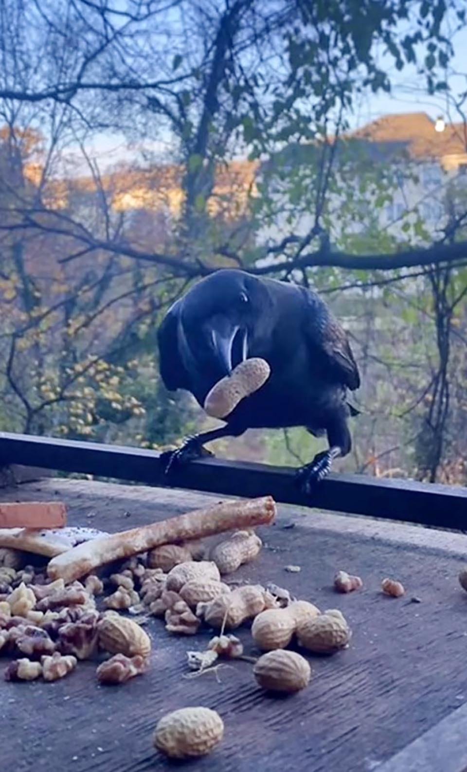 Cuervos le pagan a una mujer por dejarles comida