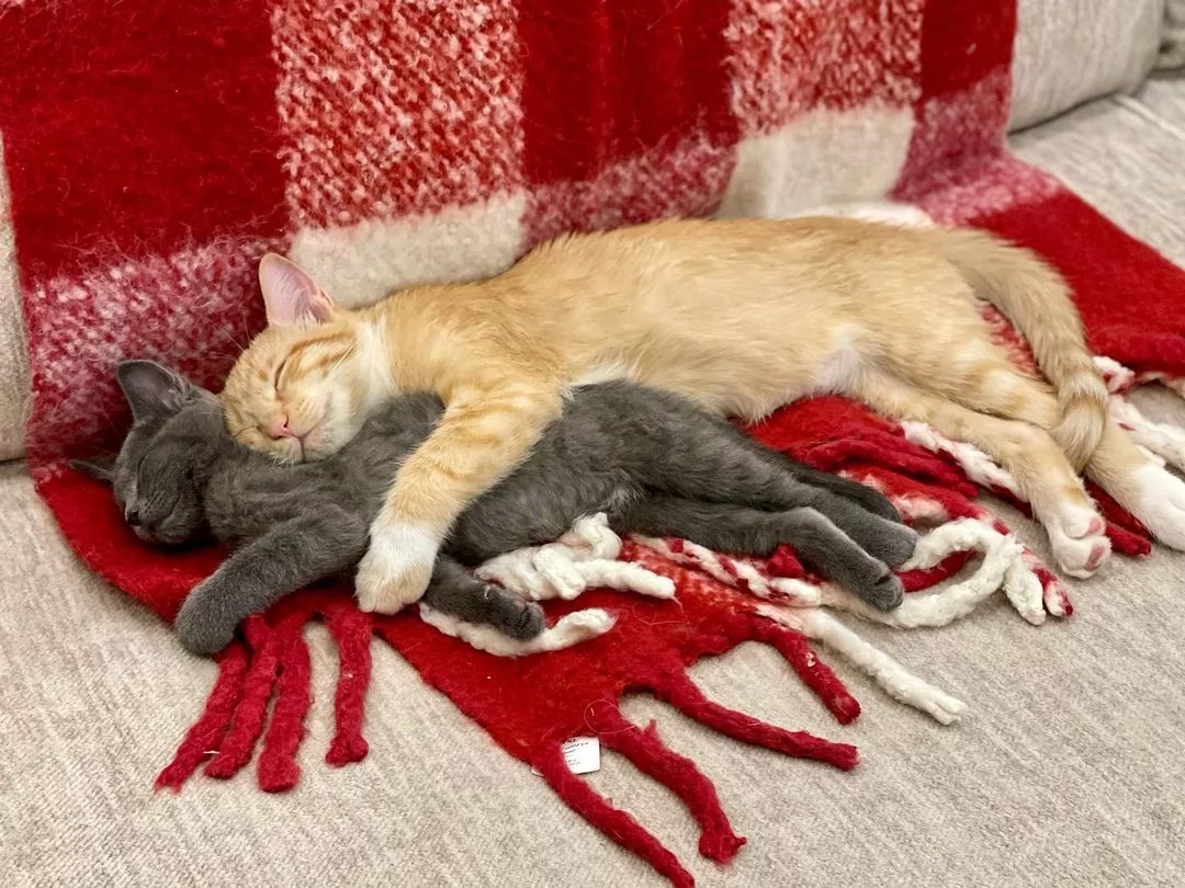 Dos gatitos tomando la siesta