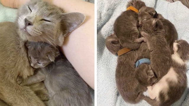 Gata mantuvo a sus seis gatitos con ella en un depósito de automóviles hasta que llegó ayuda