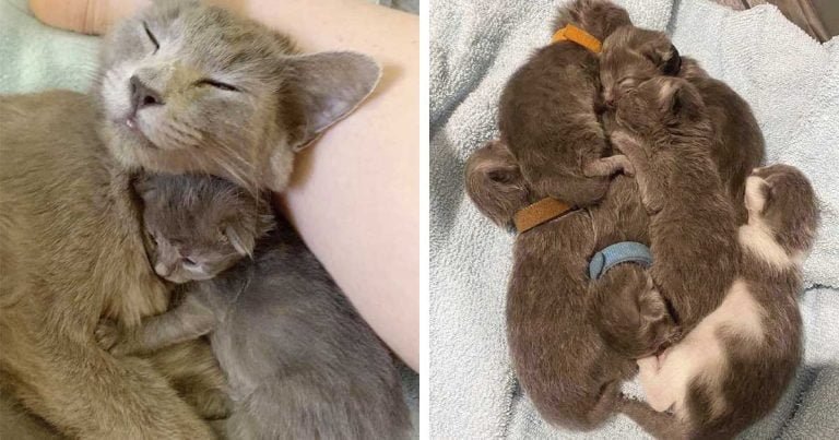 Gata mantuvo a sus seis gatitos con ella en un depósito de automóviles hasta que llegó ayuda
