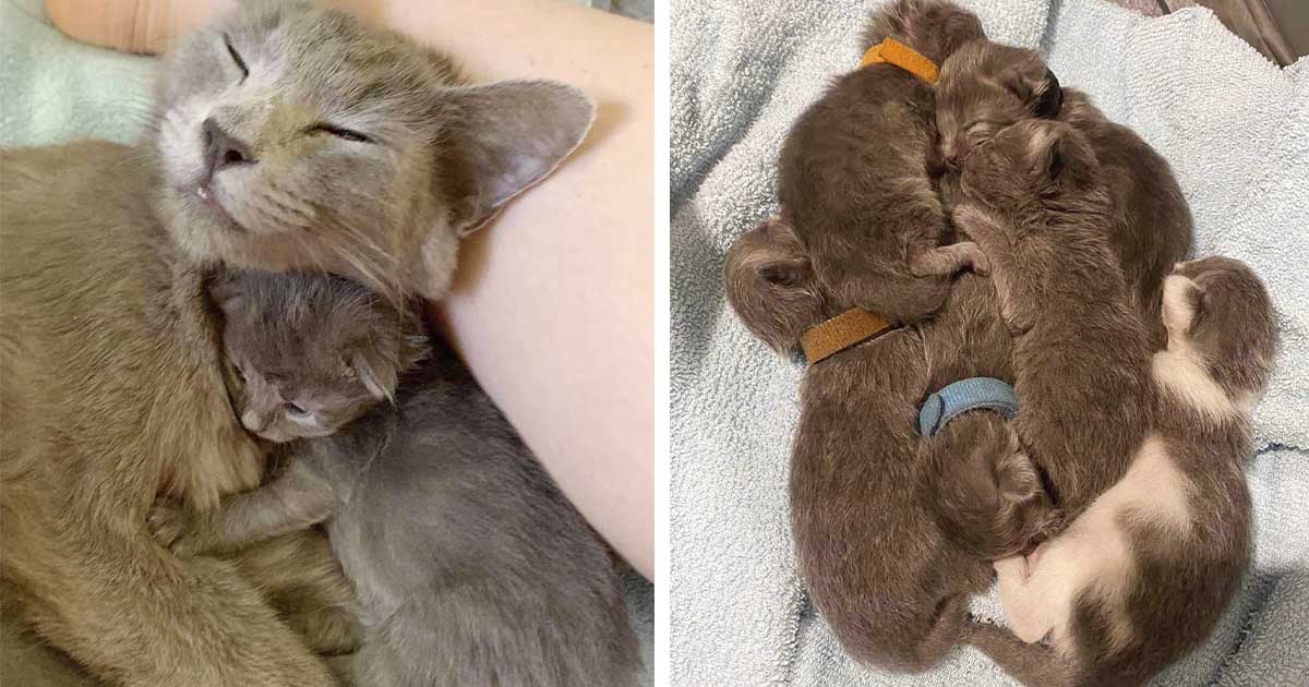 Gata mantuvo a sus seis gatitos con ella en un depósito de automóviles hasta que llegó ayuda