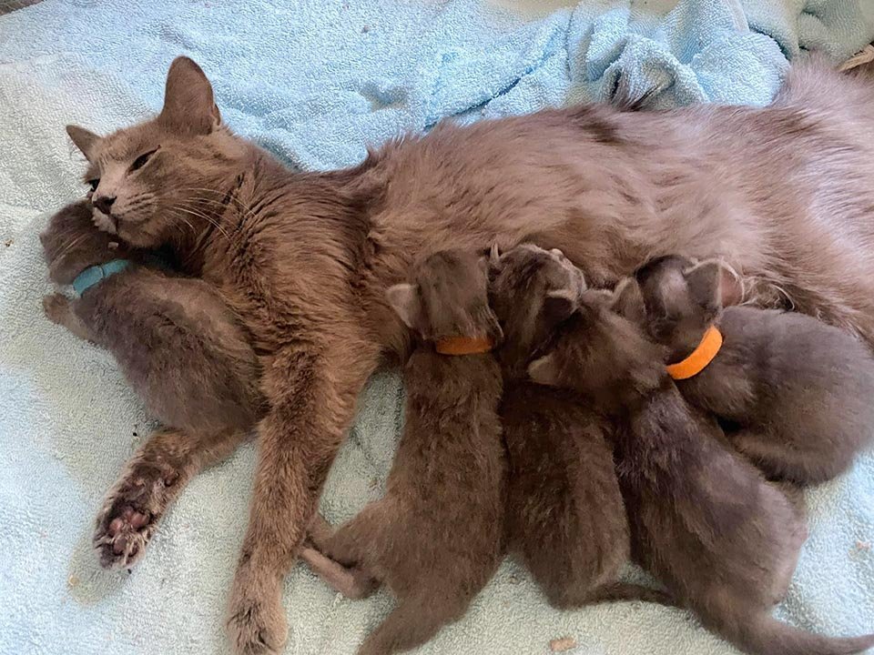Gata mantuvo a sus seis gatitos con ella en un depósito de automóviles
