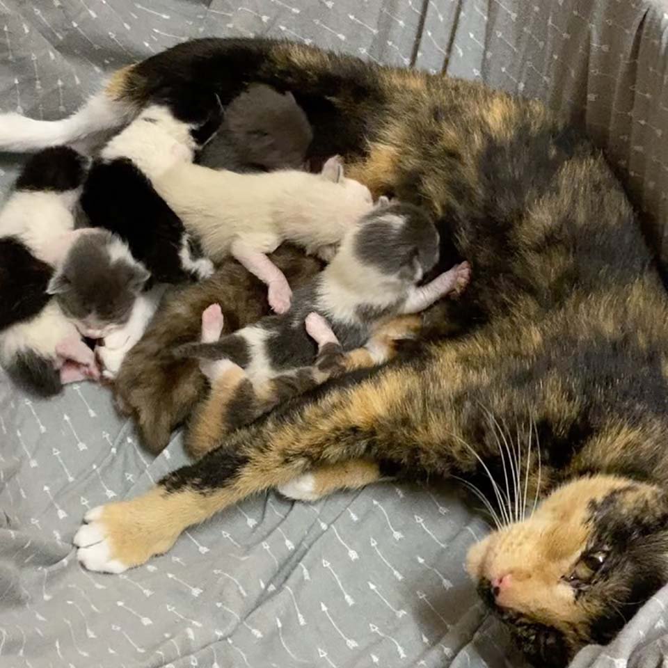 Gata tiene a sus 8 gatitos dentro de casa