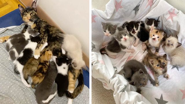 Gata tiene a sus 8 gatitos dentro de una casa después de pasar toda su vida al aire libre