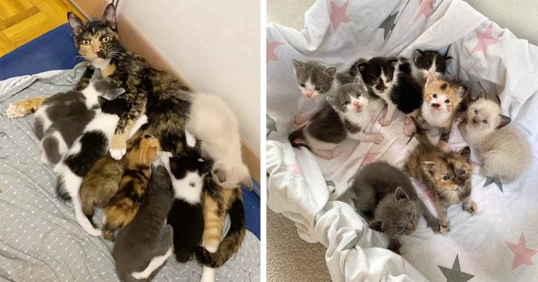 Gata tiene a sus 8 gatitos dentro de una casa después de pasar toda su vida al aire libre