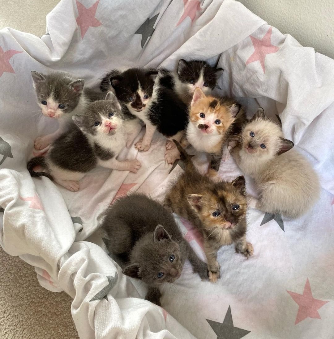 Gata tiene a sus 8 gatitos dentro de una casa después de pasar toda su vida al aire libre 3 Gata tiene a sus 8 gatitos dentro de una casa