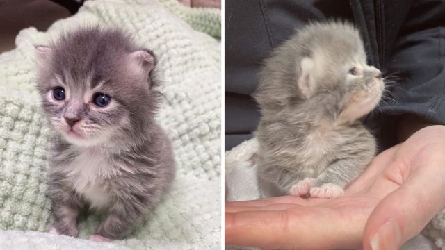 Gatita 10 días aferra manos ayudan no para ronronear