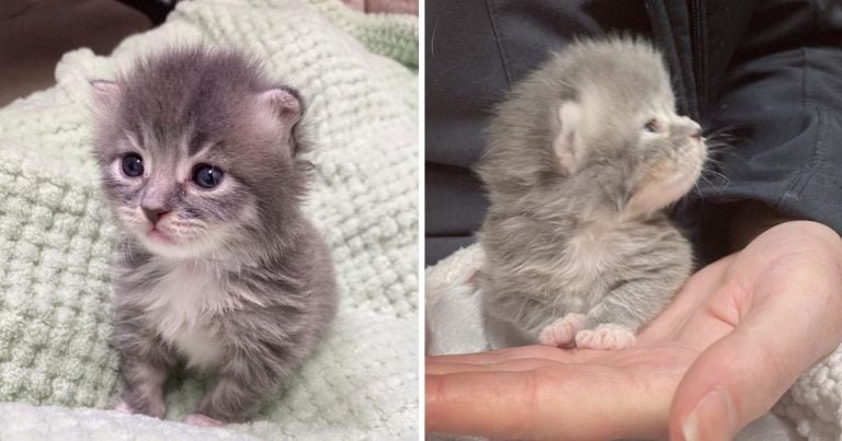 Gatita de 10 días se aferra a las manos que la ayudan y no para de ronronear feliz