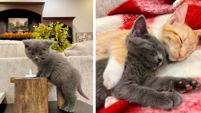 Gatita encontrada en una caja afuera en el frío formó el vínculo más lindo con un gato naranja