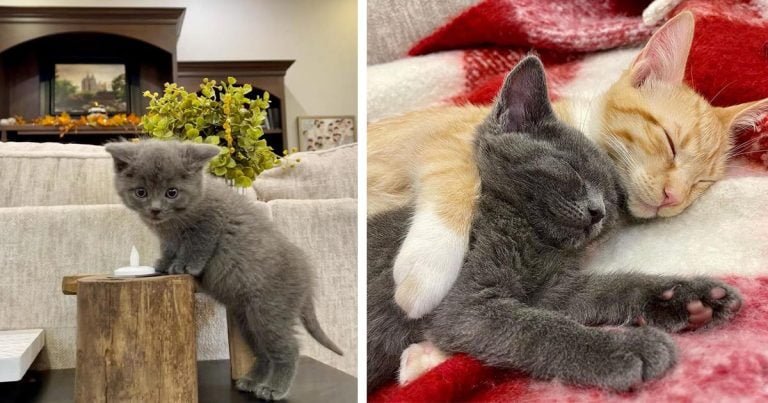 Gatito encontrado en una caja afuera en el frío formó el vínculo más lindo con un gato naranja