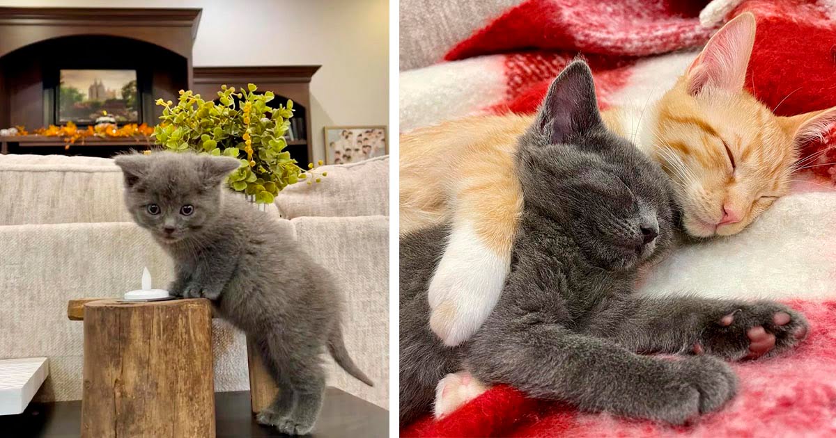 Gatita encontrada en una caja afuera en el frío formó el vínculo más lindo con un gato naranja