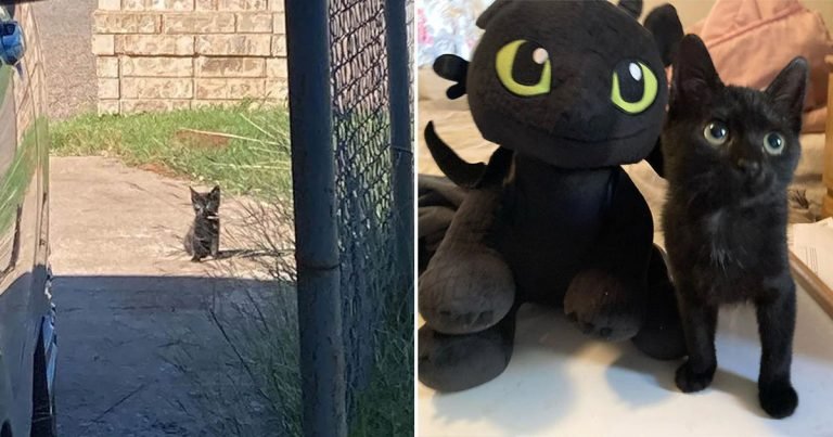 Gatita ya no quería vivir al aire libre y se sienta en la entrada de una casa hasta que la acojan