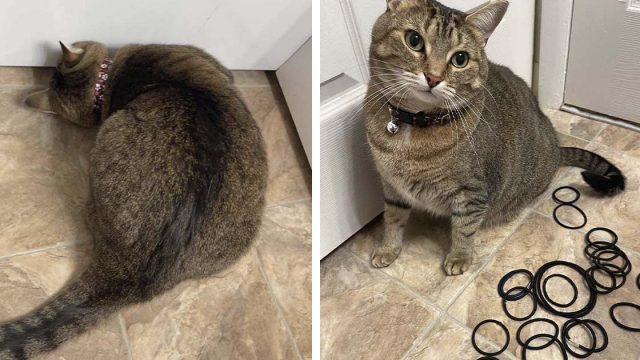 Gatita pide ayuda para recuperar un lazo para el cabello y accidentalmente revela su escondite secreto