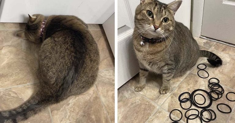 Gatita pide ayuda para recuperar un lazo para el cabello y accidentalmente revela su escondite secreto