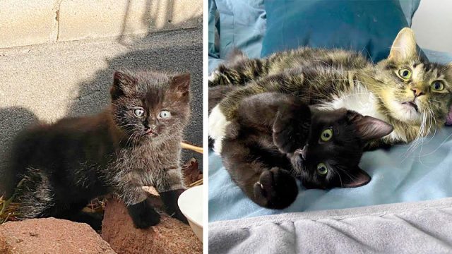 Gatito encontrado en un patio es acogido por otro gato rescatado