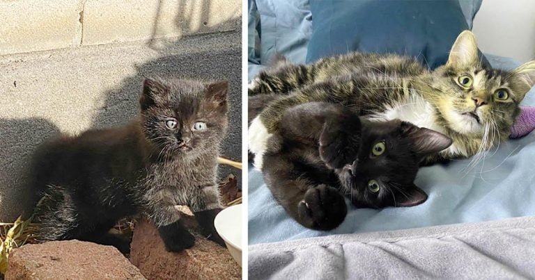 Gatito encontrado en un patio es acogido por otro gato rescatado