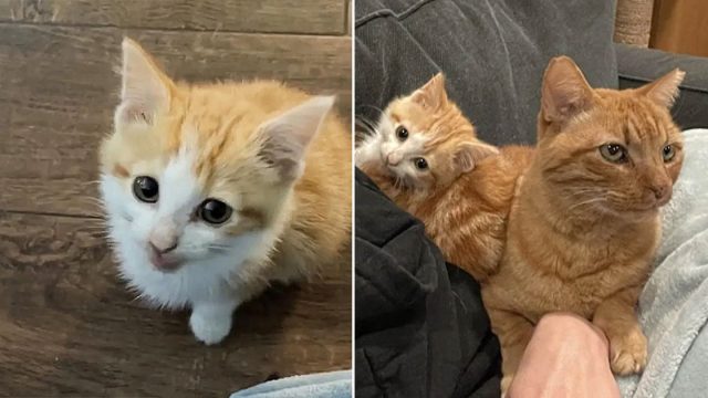 Gatito que necesita compañía constante