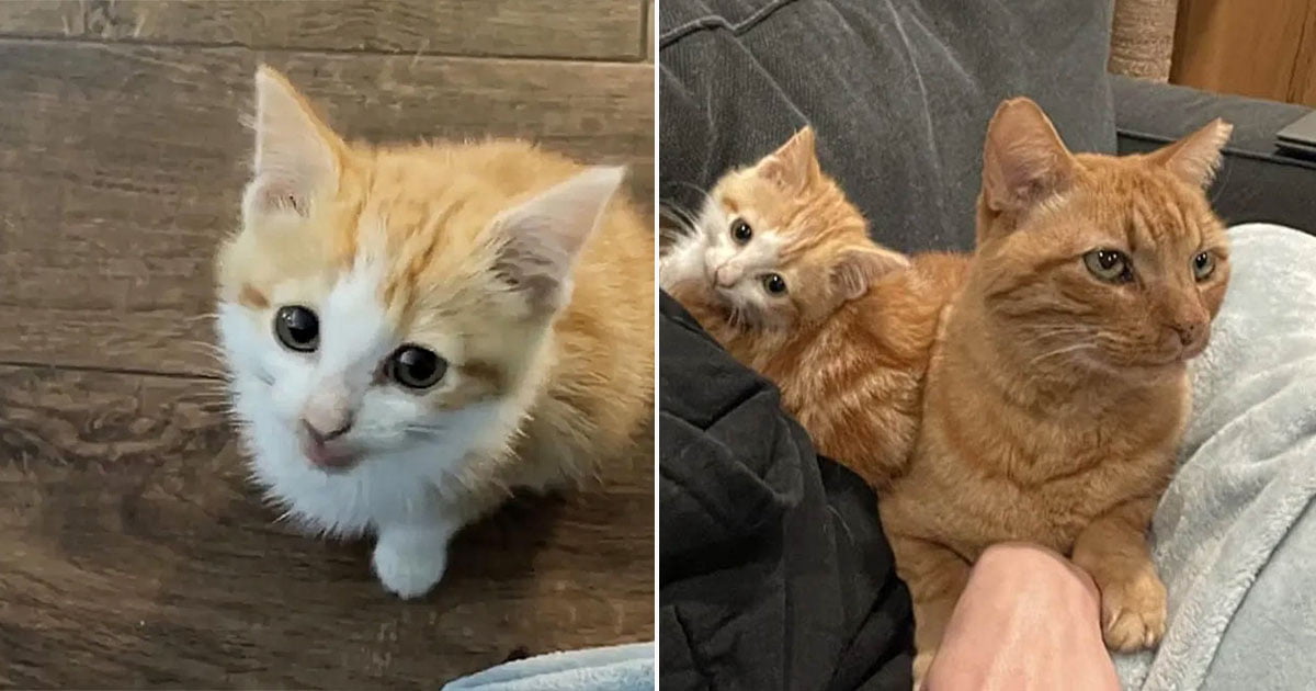 Gatito que necesita compañía constante