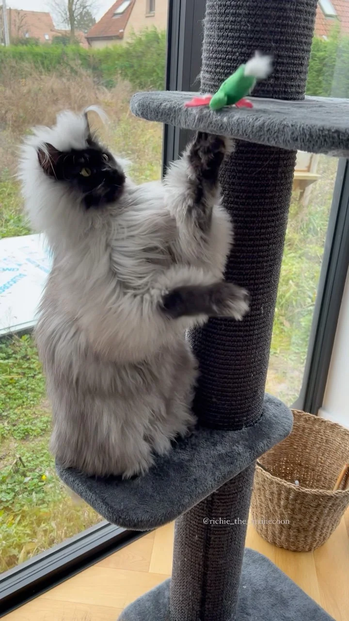 Conoce a Richie, el gato Maine Coon famoso en Instagram 2 Gato Maine Coon famoso en Instagram