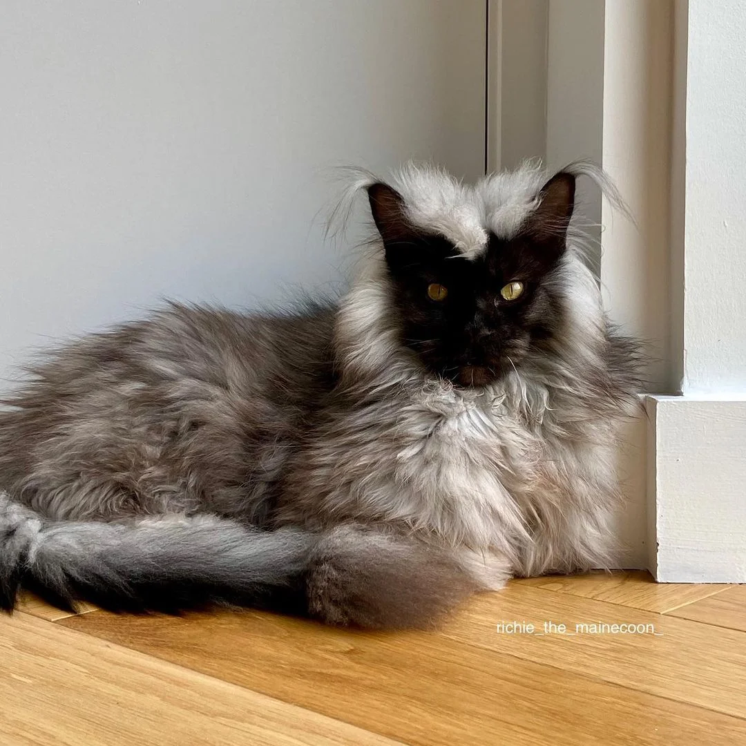 Conoce a Richie, el gato Maine Coon famoso en Instagram 1 Gato de gran pelaje