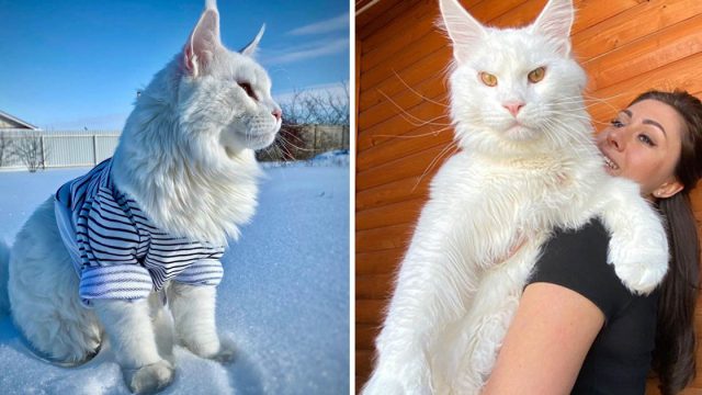 Gato maine coon tan grande parece perro