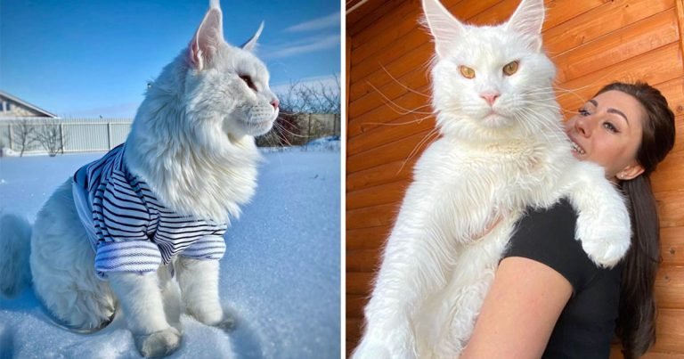 Este gato Maine Coon es tan grande que muchas personas piensan que es un perro