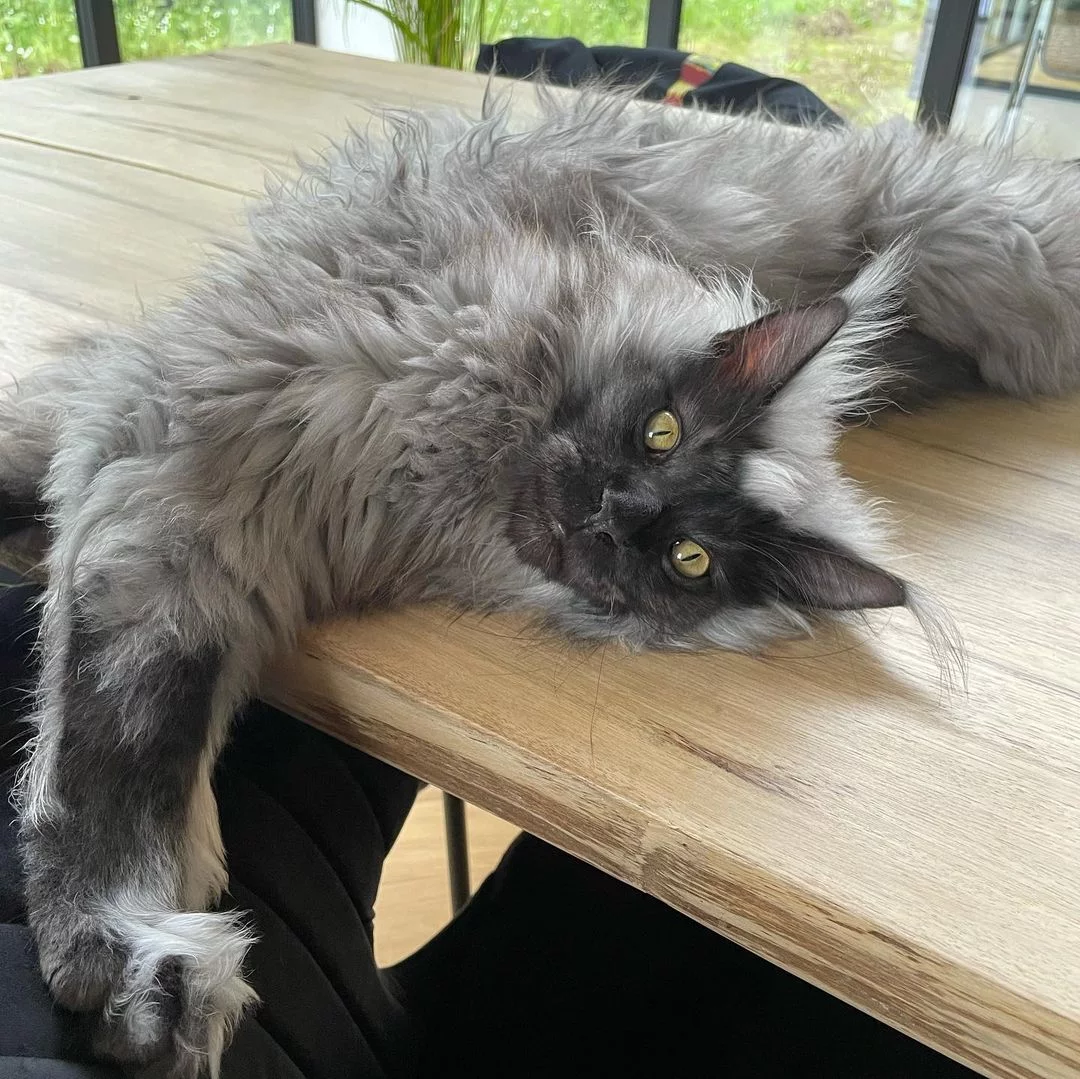 Conoce a Richie, el gato Maine Coon famoso en Instagram 4 Gato peludo jugando