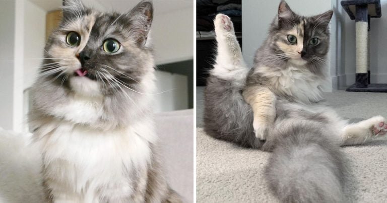 Geri, la hermosa gata quimera que se está convirtiendo en una sensación en las redes sociales