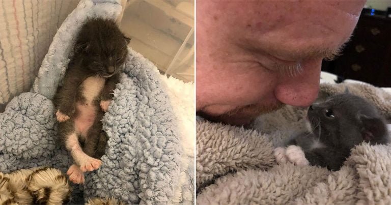 Hombre acompaña a una gatita hasta que se sintió mejor y consigue su hogar para siempre
