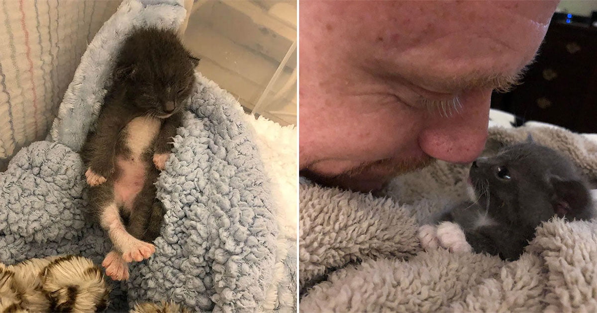 Hombre acompaña a una gatita