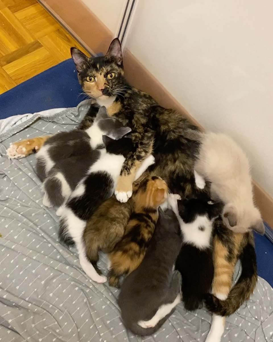 Gata tiene a sus 8 gatitos dentro de una casa después de pasar toda su vida al aire libre 1 Mamá gata y sus bebés