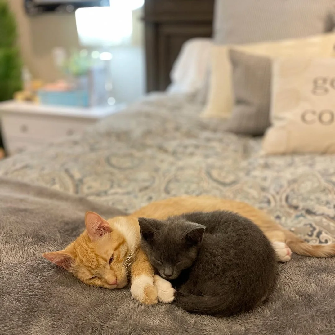 Pequeños felinos amigos