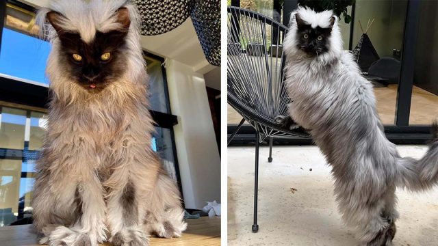 Richie, el gato Maine Coon famoso en Instagram