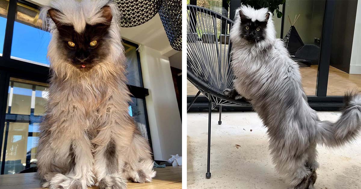 Richie, el gato Maine Coon famoso en Instagram