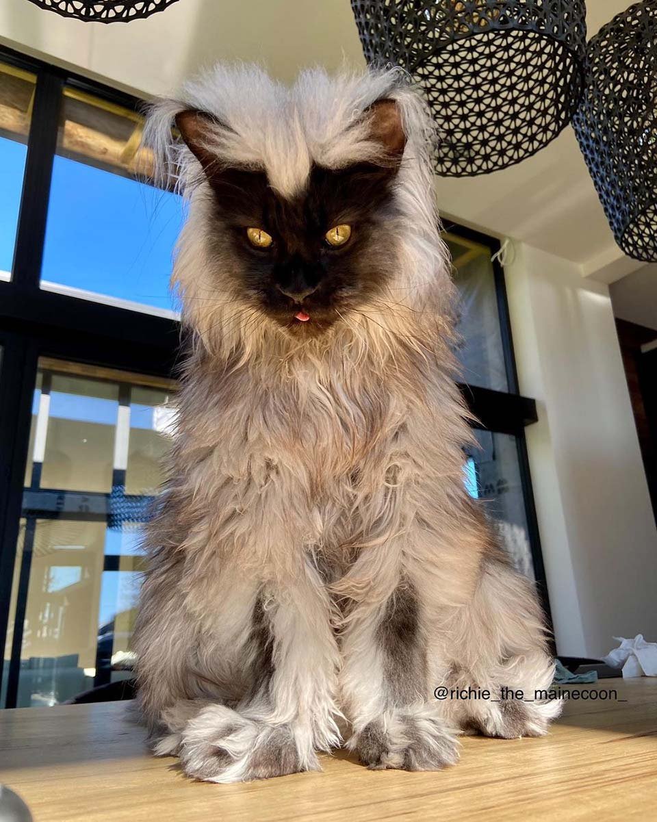 Richie, gato Maine Coon famoso en Instagram