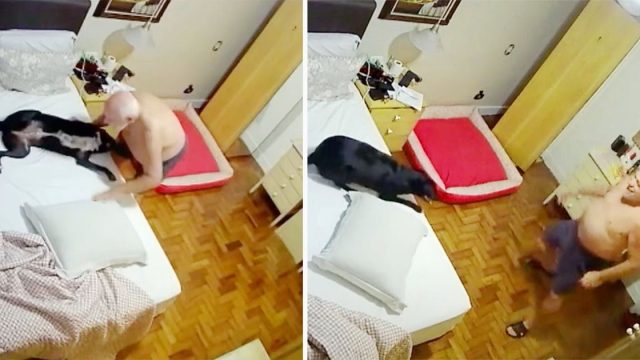 Cámara capta la adorable rutina nocturna de un hombre con su perro