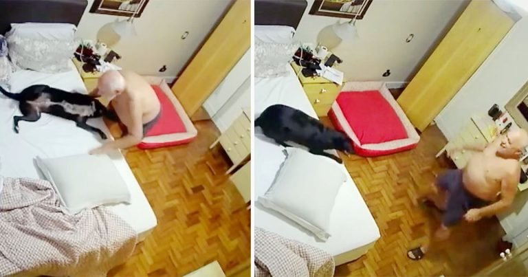Cámara capta la adorable rutina nocturna de un hombre con su perrita