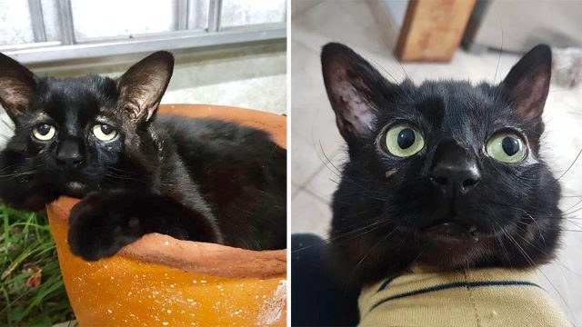 El "gato más triste del mundo" sufre un trastorno de la piel que hace que su cara se caiga