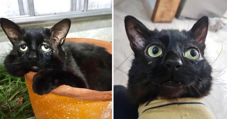 Este gato sufre de un trastorno de la piel que lo hace verse triste