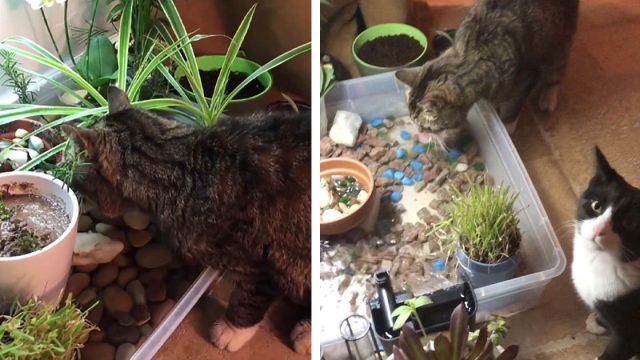 Estos gatos solo beben agua del cuenco más elegante que se pueda imaginar
