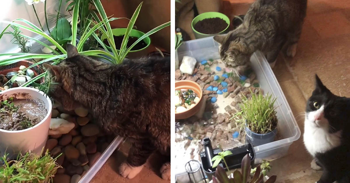 Estos gatos solo beben agua del cuenco más elegante que se pueda imaginar