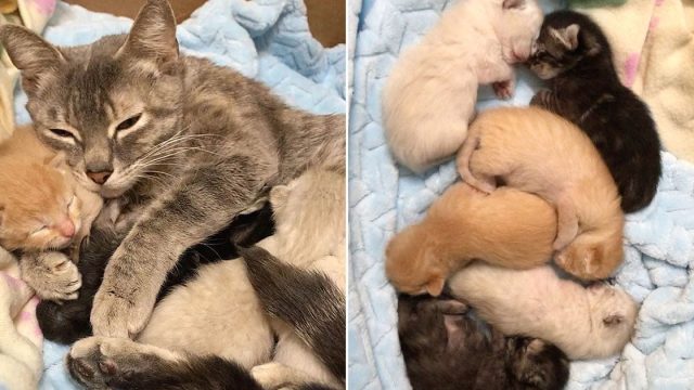 Gata encontrada en jaula con sus gatitos